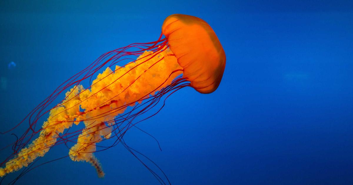 Ransomware Evolution Featured Image